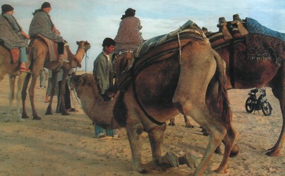 Верблюды в Сахаре